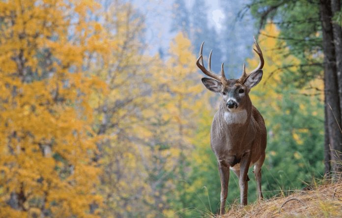 A Haunting In The Woods