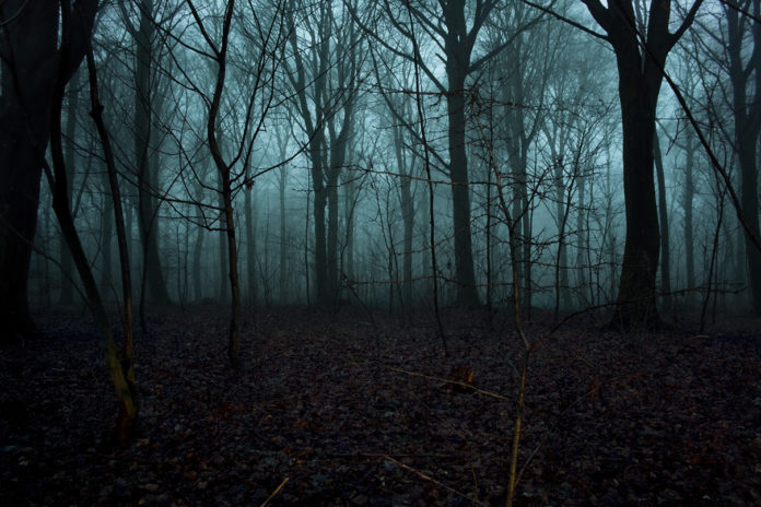 Creepy Woods