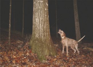 A Ghost and a Coon Hunt