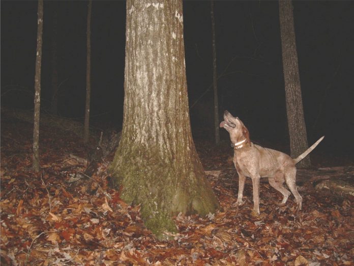 A Ghost and a Coon Hunt