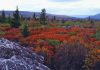 Ghosts At Cranberry Glades