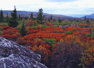 Ghosts At Cranberry Glades