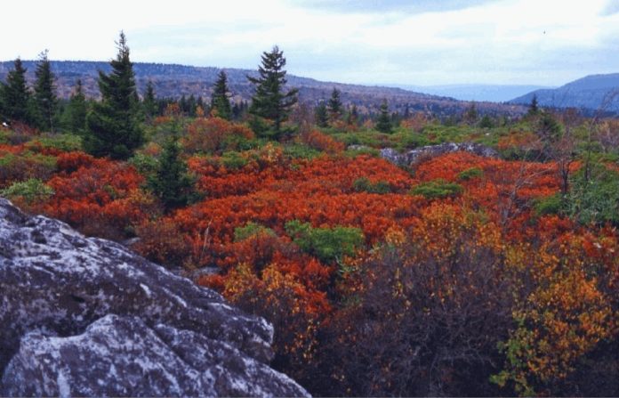 Ghosts At Cranberry Glades