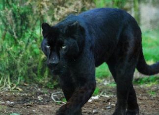 Another Black Panther