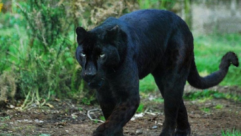 Another Black Panther - West Virginia Ghosts