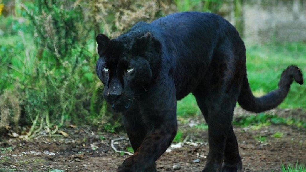 Another Black Panther West Virginia Ghosts