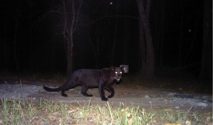 Black Creature Watching Me