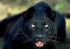 Black Panther? Black Panther?