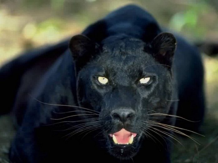 Black Panther?