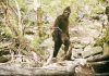 Logan Bigfoot Seen