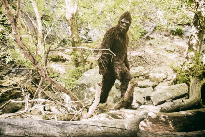 Logan Bigfoot Seen