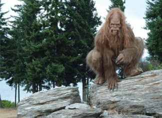 On Going Bigfoot Encounters