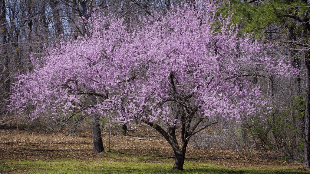 Protective Uncle West Virginia Ghosts