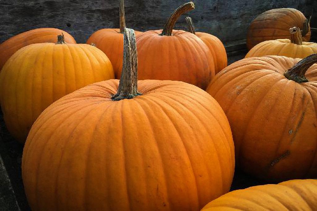 Pumpkin Harvest Festival