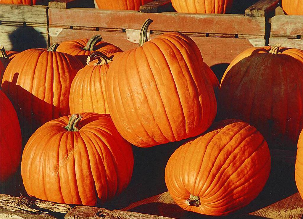 West Virginia Pumpkin Festival