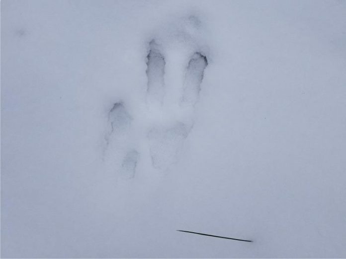 Unidentified Footprints