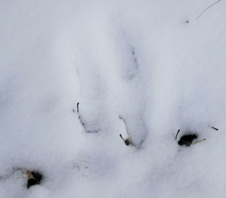 Unidentified Footprints on the Roof - West Virginia Ghosts